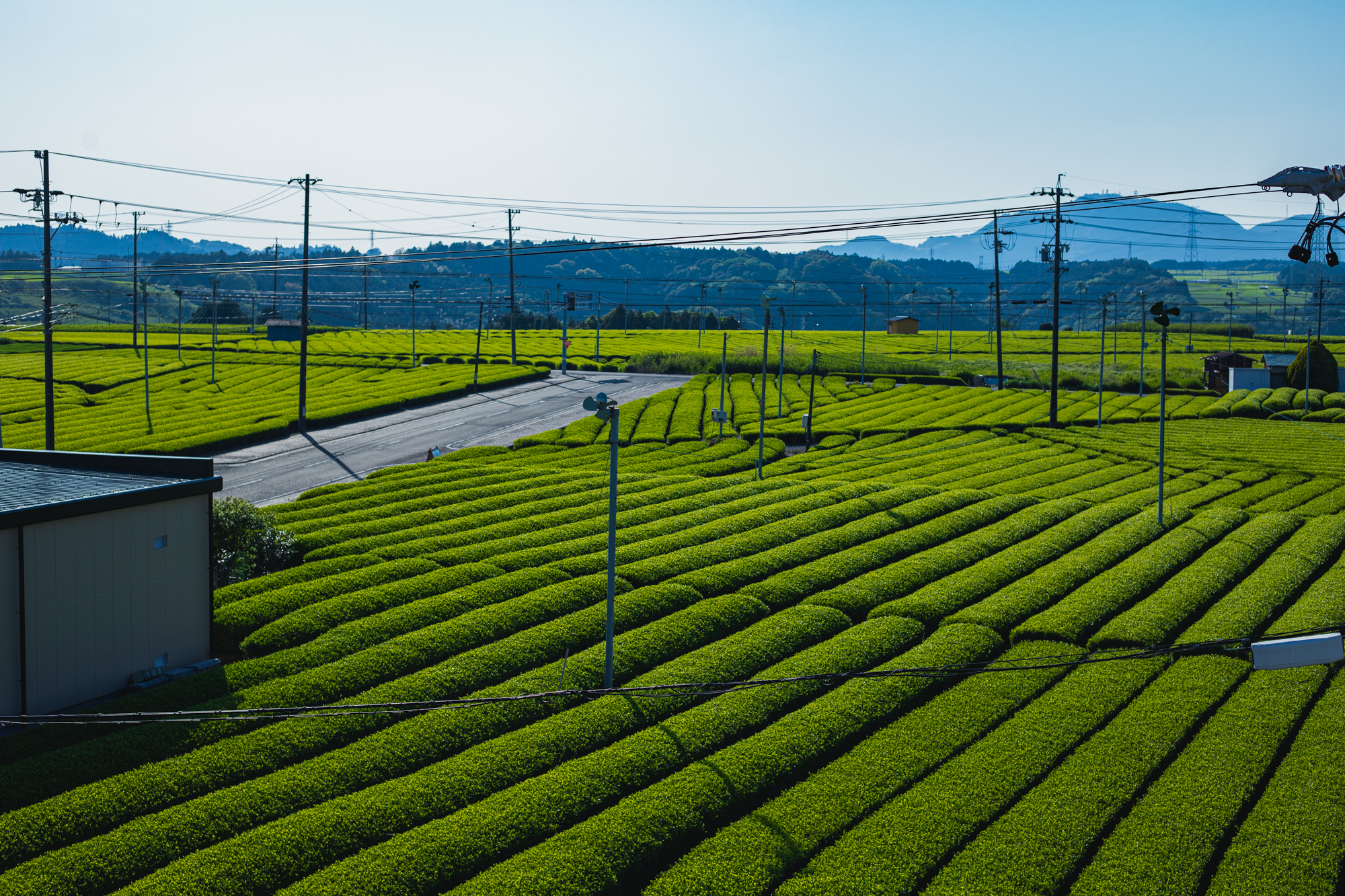 目の前に広がる茶畑