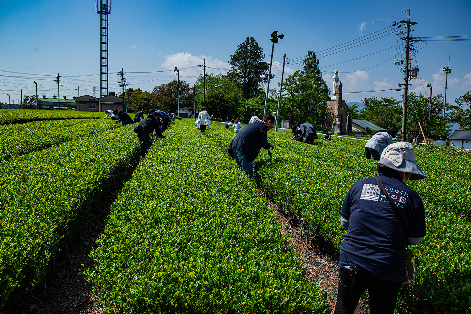 新茶の茶摘み＋茶葉の加工体験