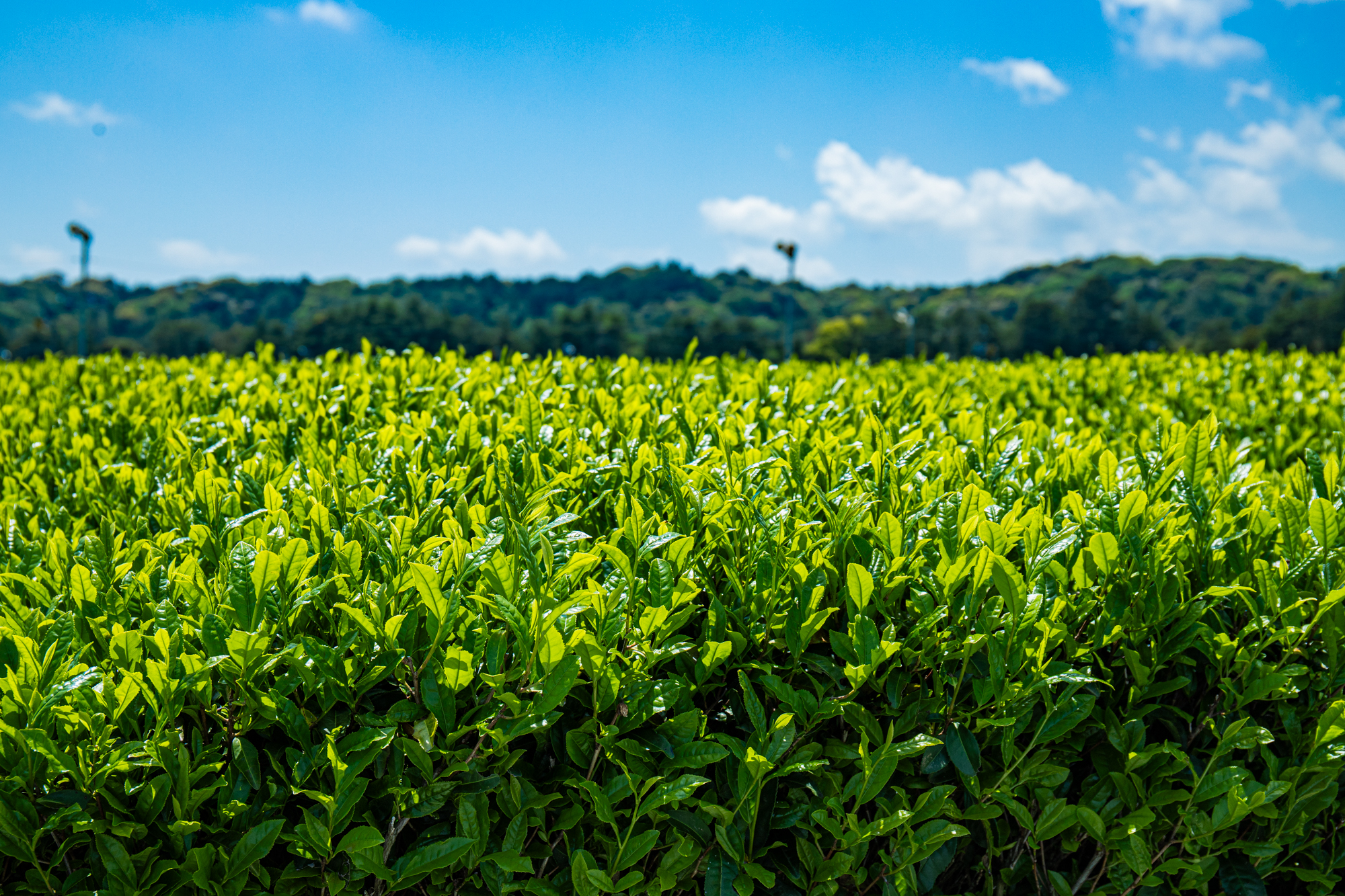 一芯二葉を摘む