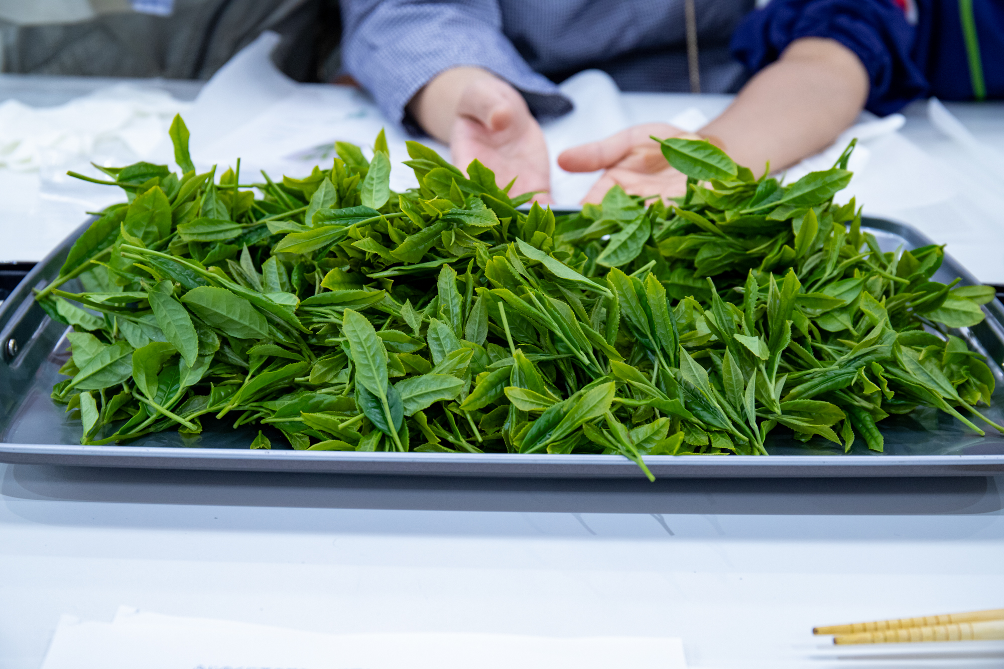 茶葉加工スタート