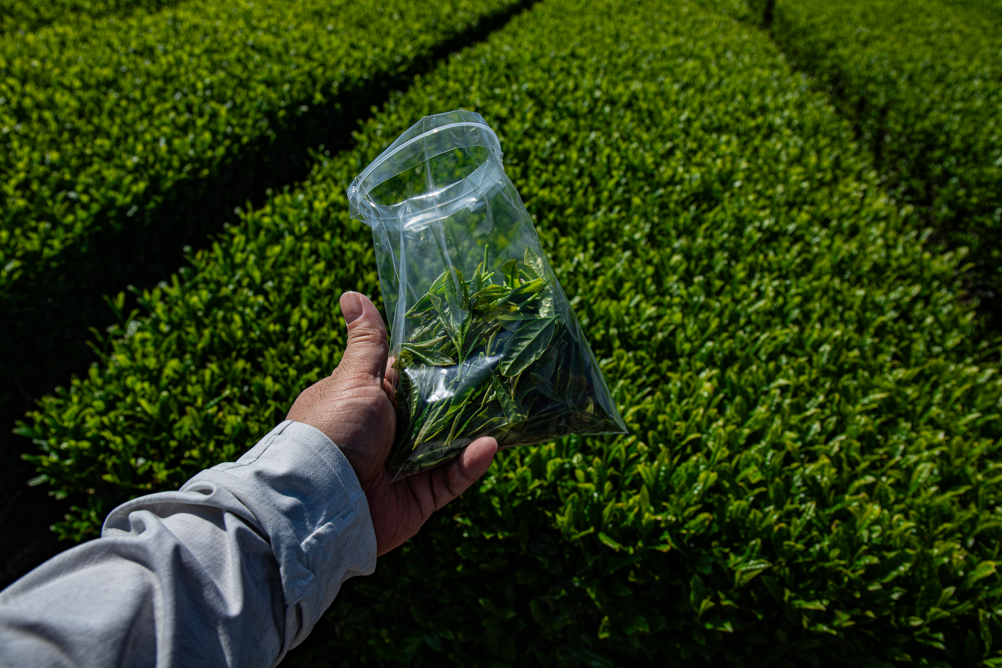 摘み取った茶葉