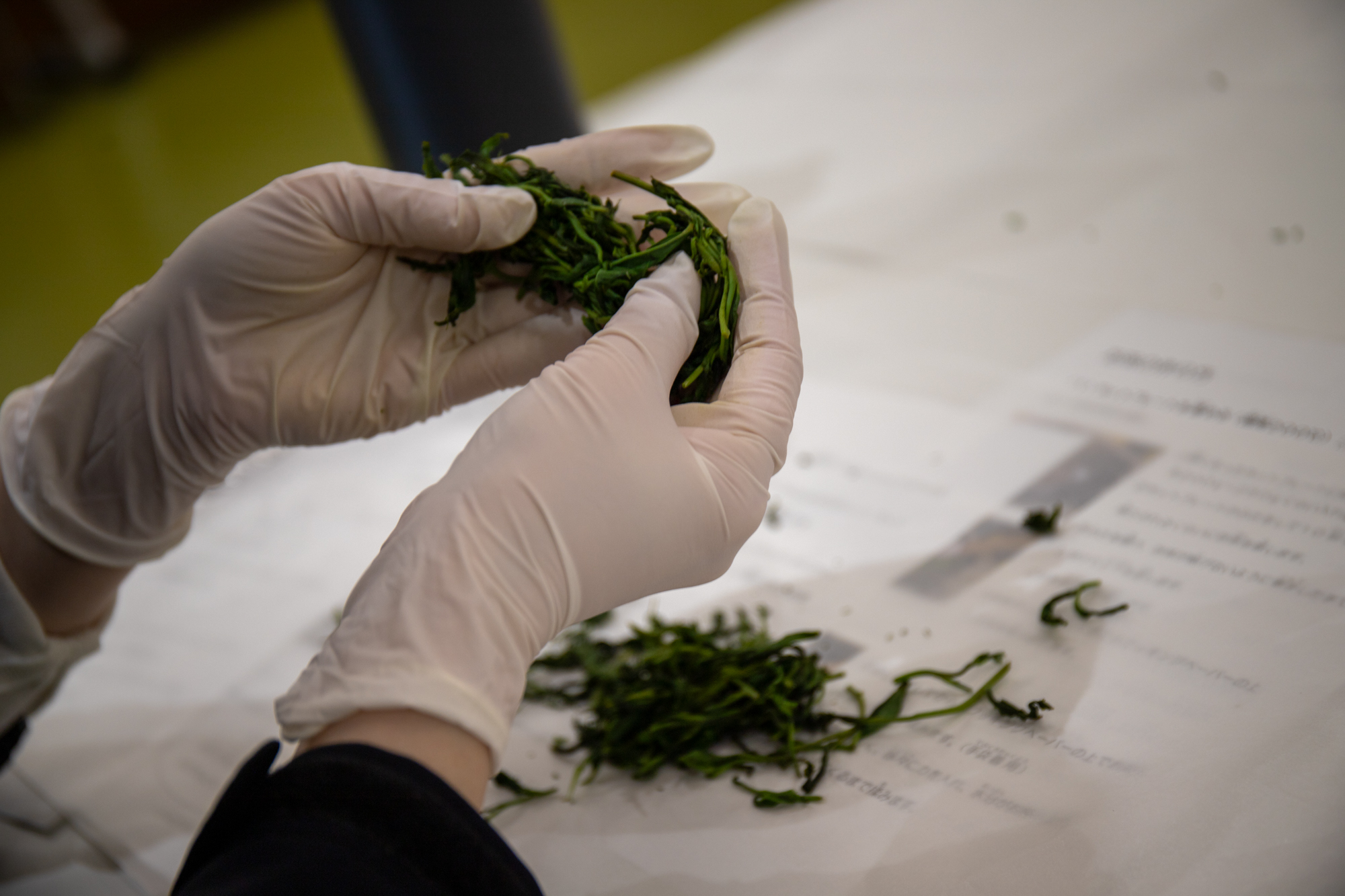 葉を丸めるように揉む